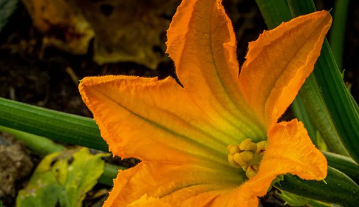 ������� �������� ������ �����