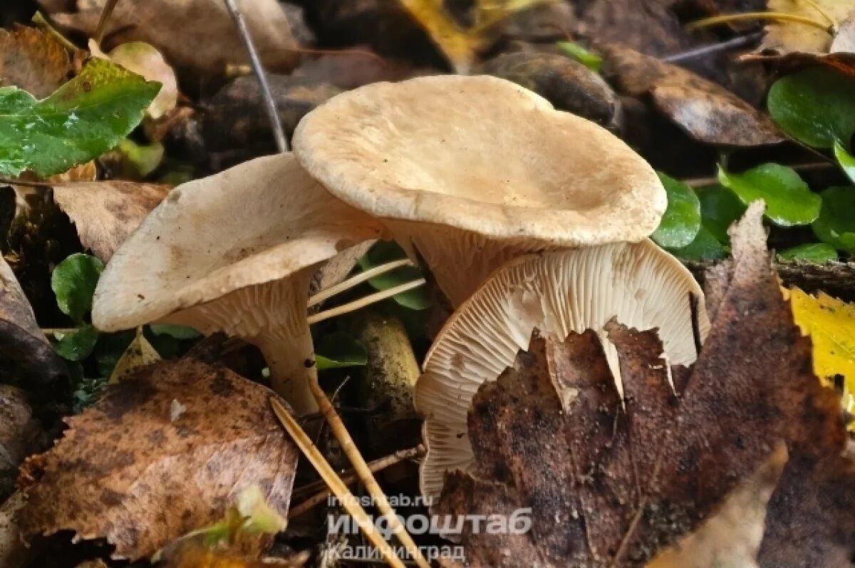 ������� � �����������: ���������� ����� � ������� ��������