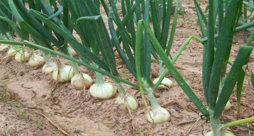 ����� ���������� ������: ��� �������� �������� ������ ����