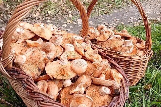 Грибы-рыжики: секреты общения с лесными деликатесами