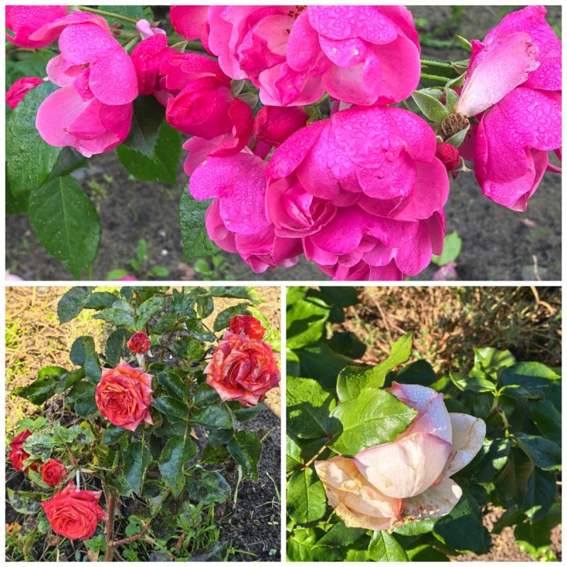 ������ � ����: ������������ ������������ ������