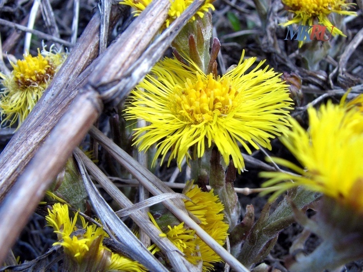 Урожай грибов в ботаническом саду КГУ объясняет простой домашний опыт