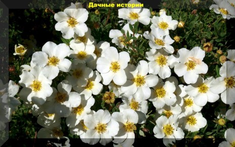 ��� ��������� �����: �������� ��������� �������� ��� ����������� ����