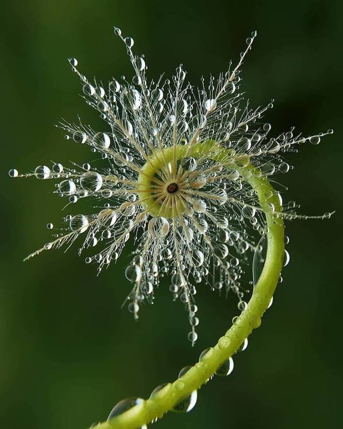 Ангиоптерис: живое ископаемое из эпохи динозавров
