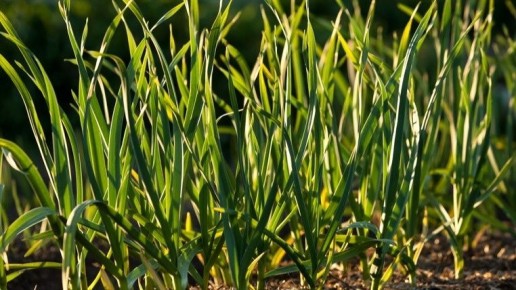 Как сохранить здоровье зимнего чеснока в мае: 3 проверенных метода