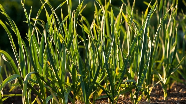 Как сохранить здоровье зимнего чеснока в мае: 3 проверенных метода