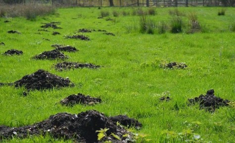 Эффективные методы борьбы с землеройками: Испытания и находки