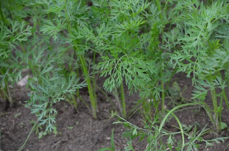 Пять секретов успешного роста моркови в августе