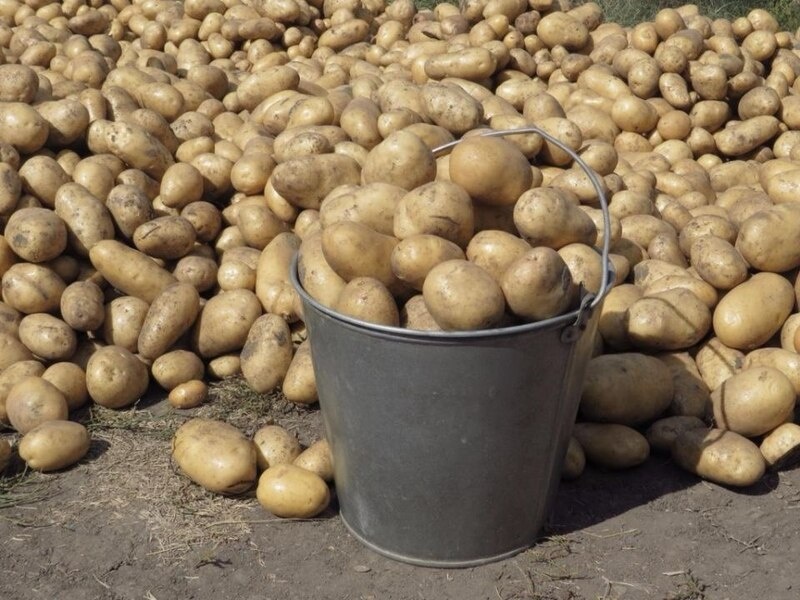 Когда пора копать картошку в августе: важные советы и признаки готовности