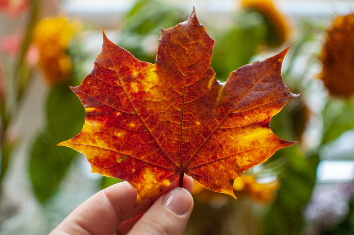 Осенние рецепты недели: что приготовить из урожая