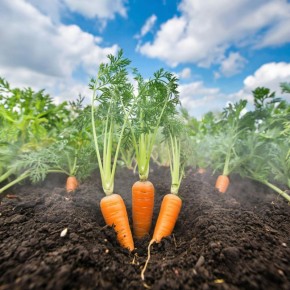 Почему морковь — это не просто гарнир: пять удивительных рецептов