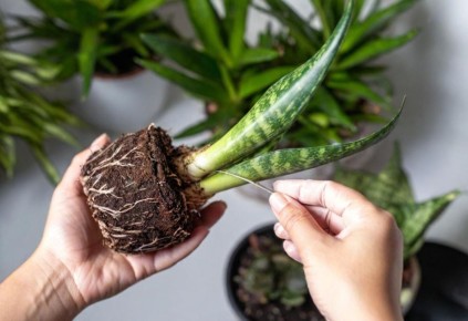 Семь растений для привлечения удачи и гармонии в вашем доме