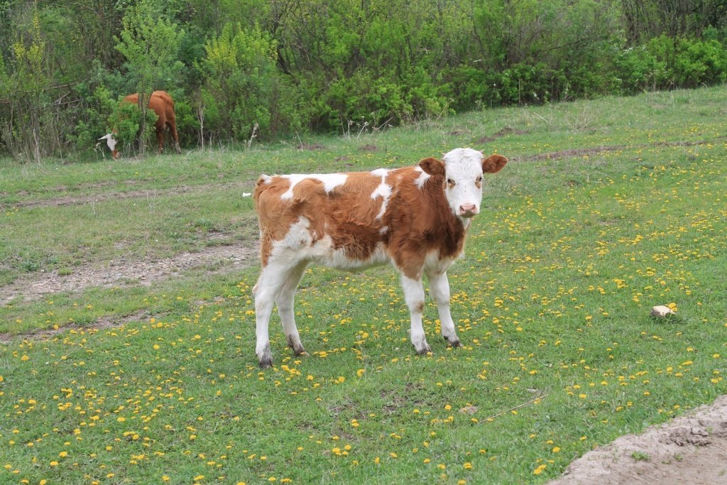Ранний выпас скота весной: риски и последствия для здоровья животных