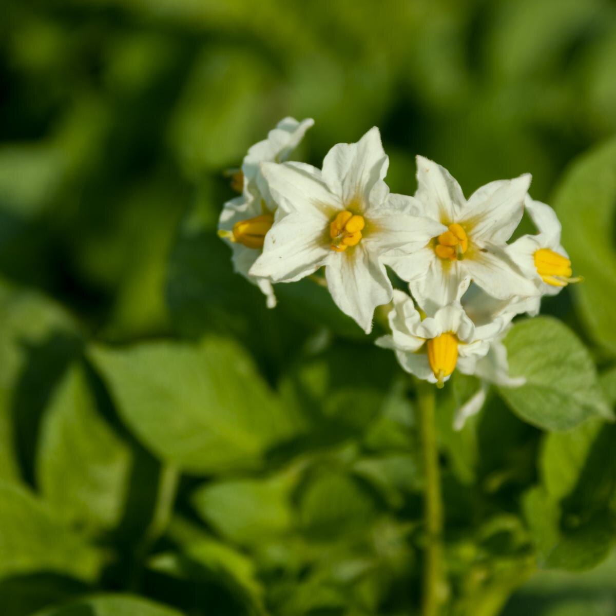 Картофель "Богатырь": достоинства и секреты популярности