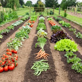 ������������ ������ �������: ��� ������ ��������� ������� �������� �� ����������