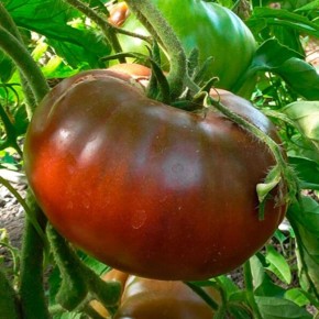 Сладкие томаты, которые стоит попробовать этой весной