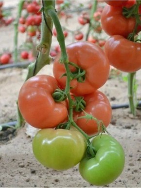 ����� ������: ������� ������� ������ � ��������� � ��������