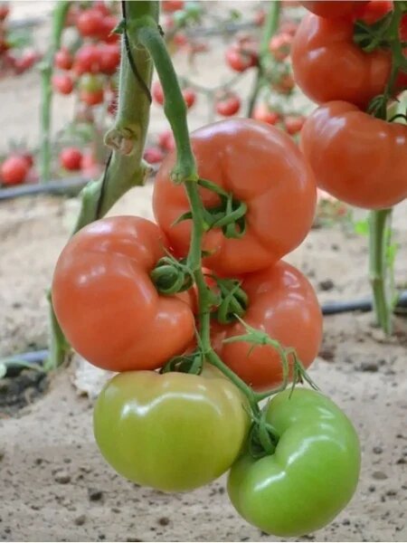 Томат Стрега: секреты раннего урожая и стойкости к болезням