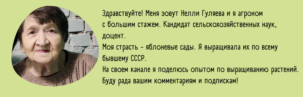 Как сохранить хвойные растения: секреты осеннего ухода