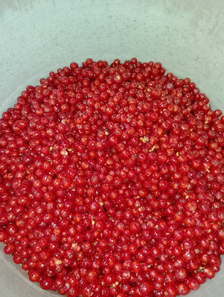 Как приготовить вкусный джем из красной смородины