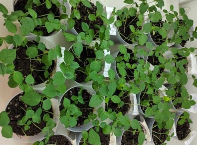 Как гуар может изменить сельское хозяйство Западной Сибири