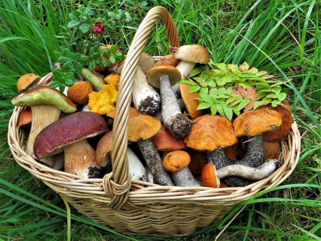 Как приготовить ароматный грибной суп с клецками: пошаговый рецепт