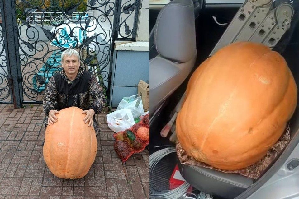 В Новосибирске вырастили тыкву весом почти 55 килограммов