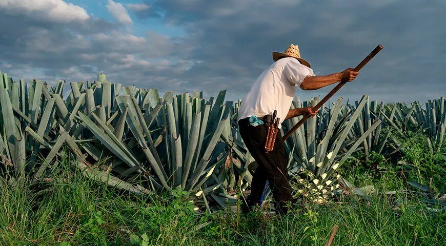 Погружение в мир текилы: от древних традиций к современным наслаждениям