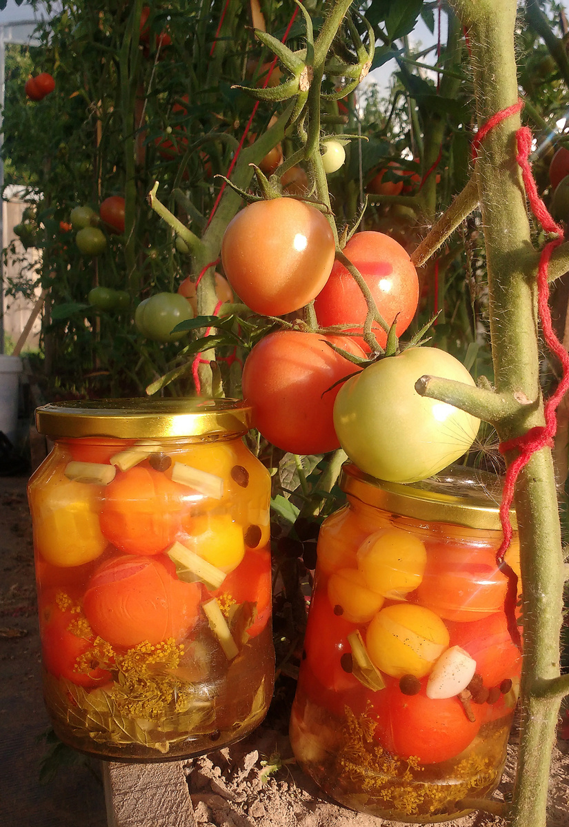 Идеальные маринованные помидоры с мятой и корицей: секреты вкуса