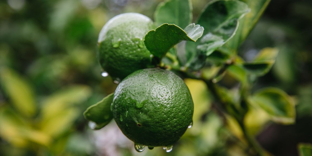 Исследование показывает, как экстракт бергамота может поддержать здоровье сердца при ожирении