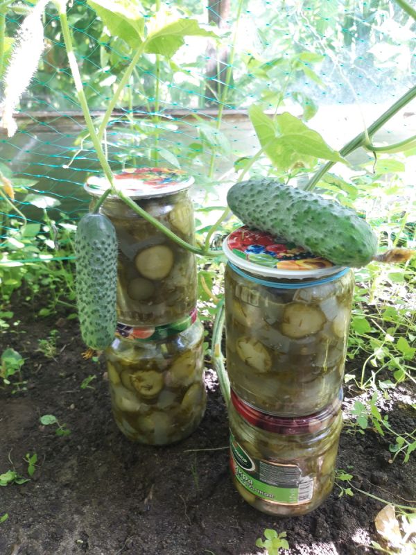 Салат из огурцов и лука на зиму: храните летние ароматы в банках