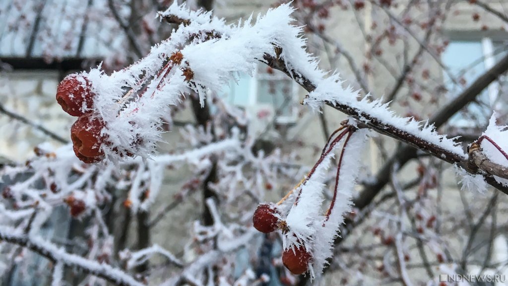 Как замороженные овощи могут стать основой вашего рациона