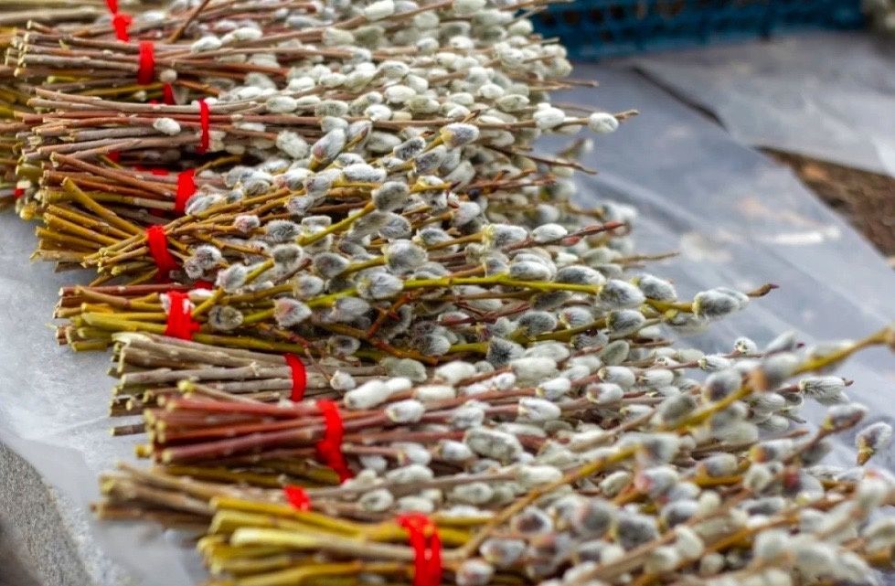 ������� �������� �������� �����������: ������� ����� � ������ ��������