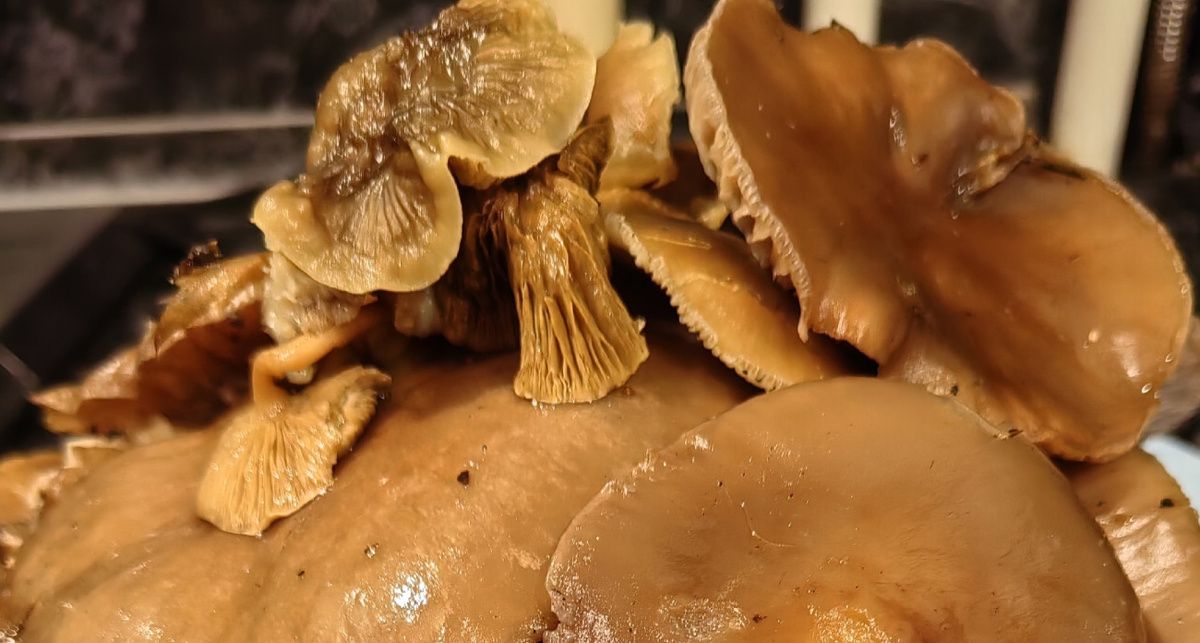 ��������� ���������� �������� ������ �������