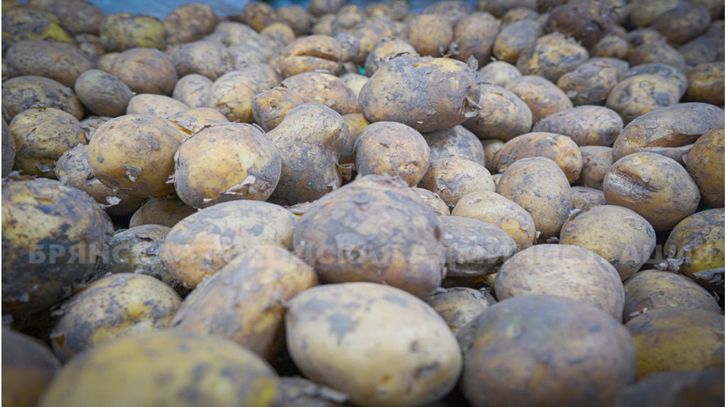 Как брянцы закупили рекордные объемы картофеля на ярмарках