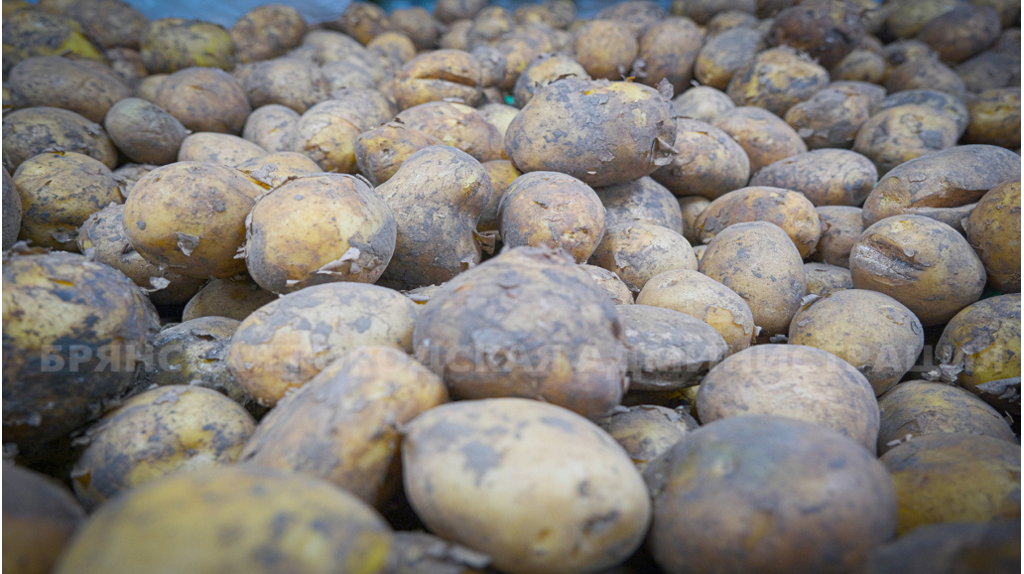 Как брянцы закупили рекордные объемы картофеля на ярмарках