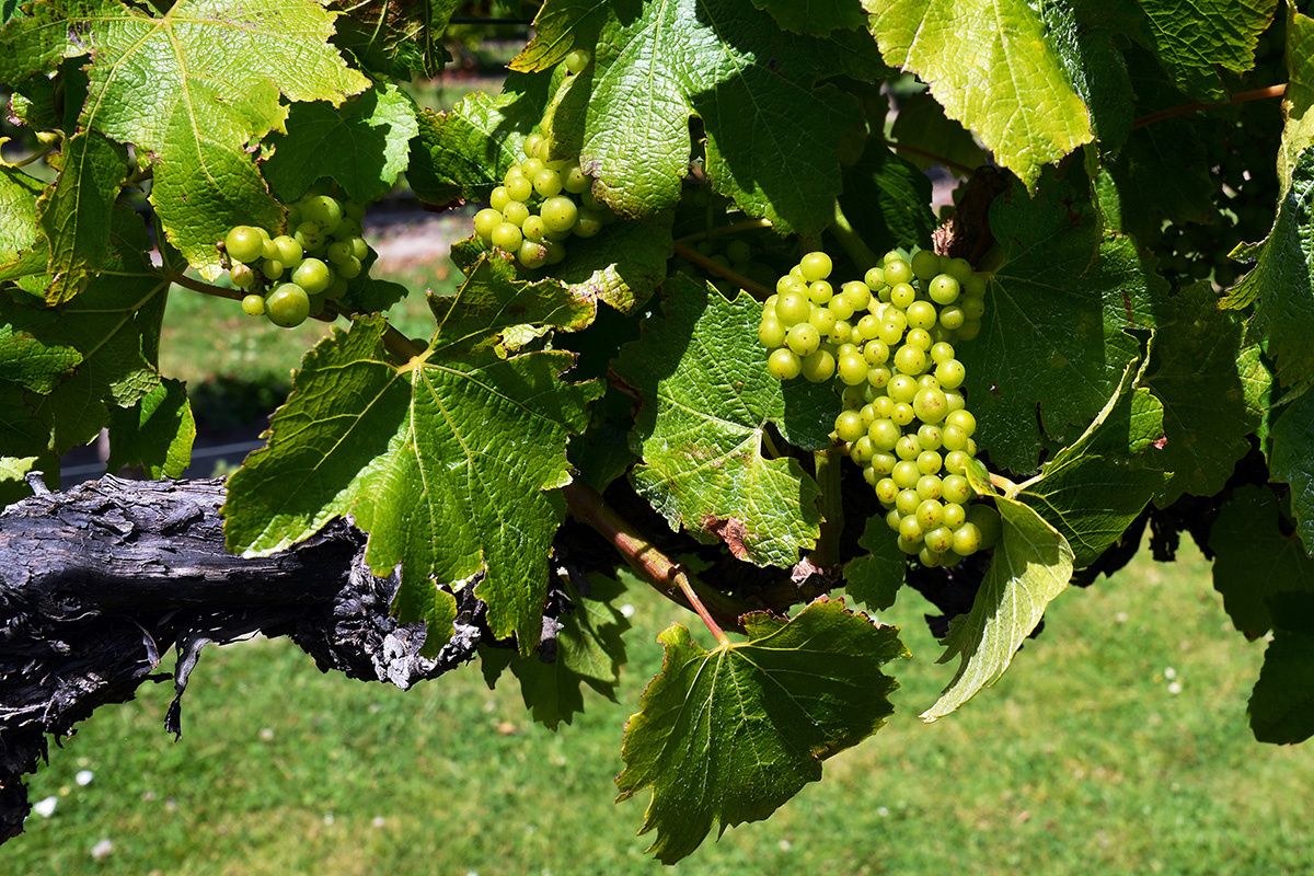 Вина Мальборо: сокровища Новой Зеландии