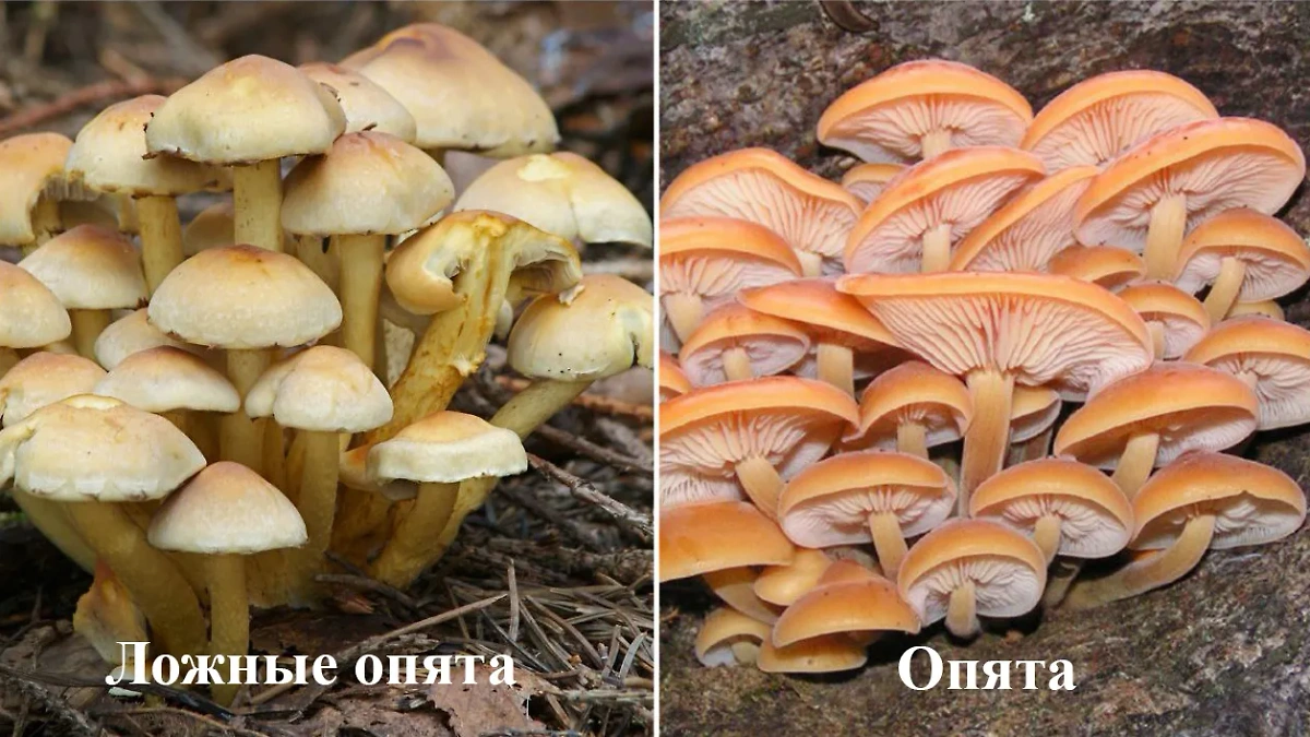 Как отличить ложные опята от настоящих