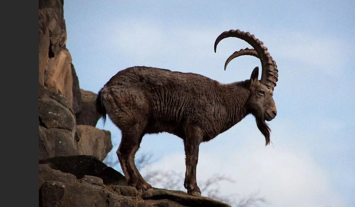 ���������� ���: ���������� ������ ������ ������