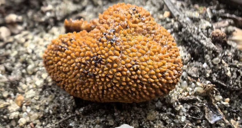 ���������� �������: � ����������� ���� ������ ����� ����