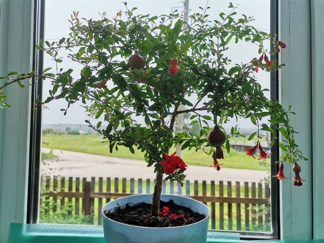 ����������� ��� �� ������: ������� �� ����������� ������� ���������� ������������ ������ � �����