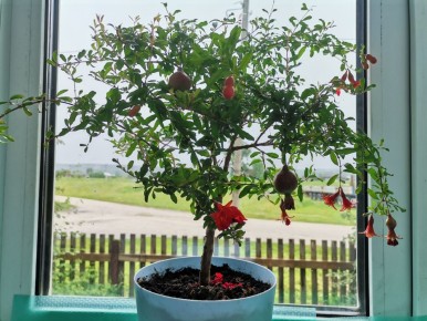 ����������� ��� �� ������: ������� �� ����������� ������� ���������� ������������ ������ � �����