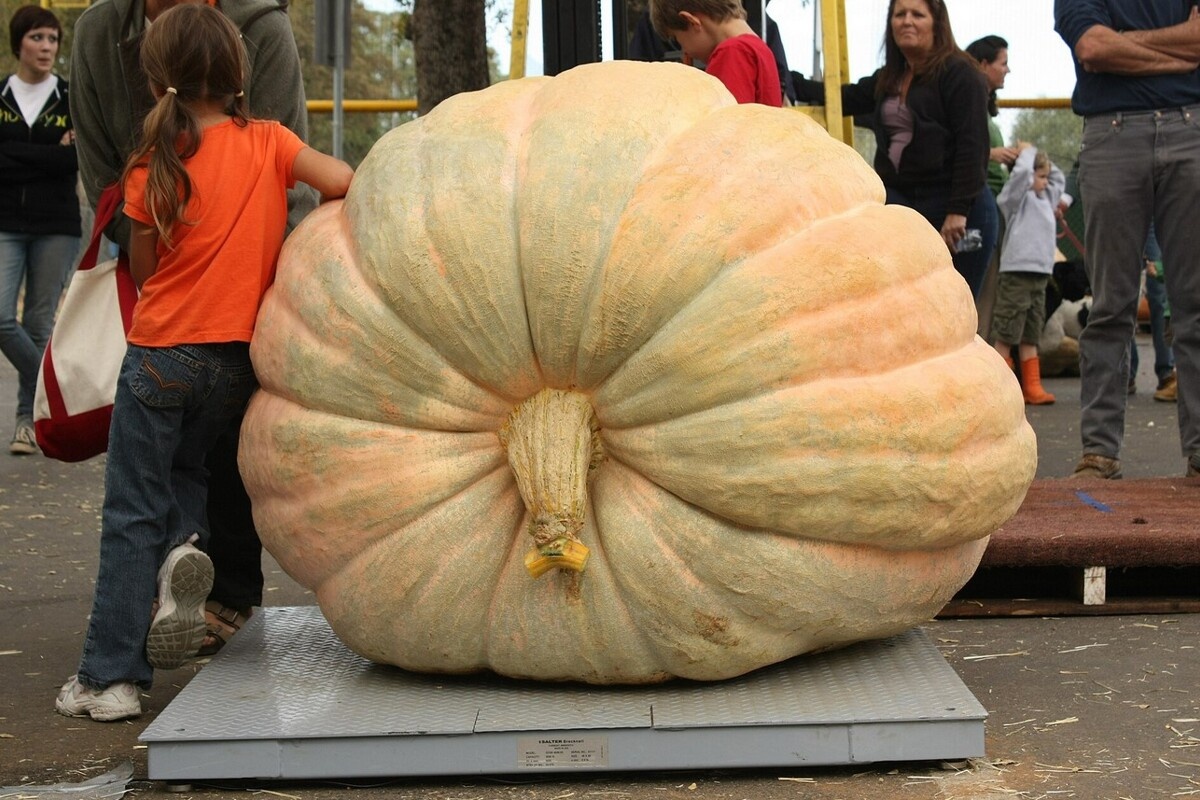 Почему тыквы достигают колоссальных размеров?