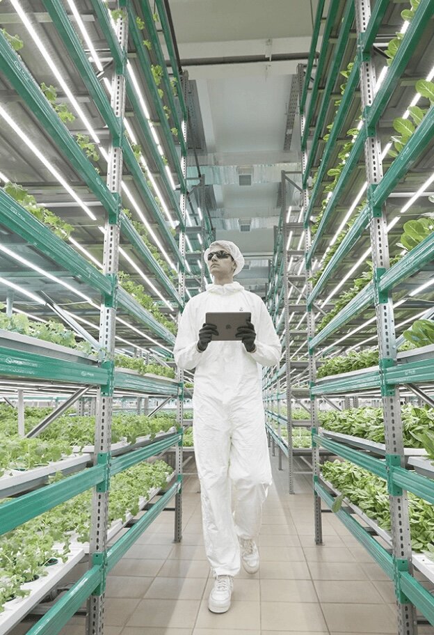 Современные технологии: вернитесь к корням с вертикальными фермами