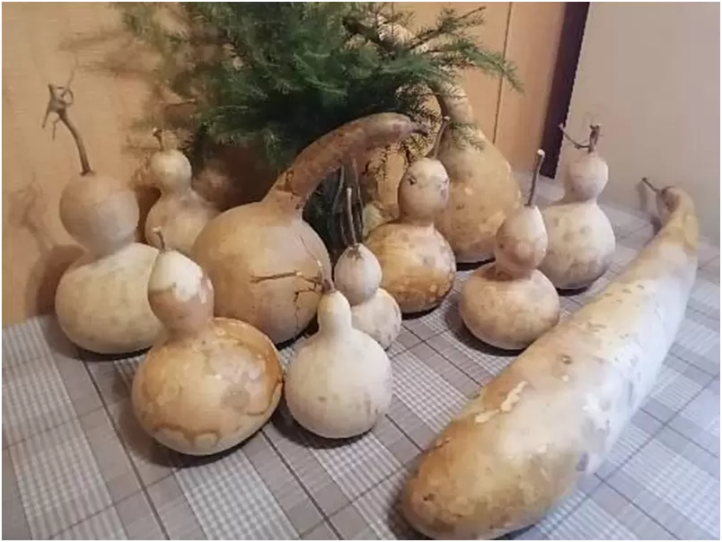 Лагенария: Искусство Сушки и Хранения