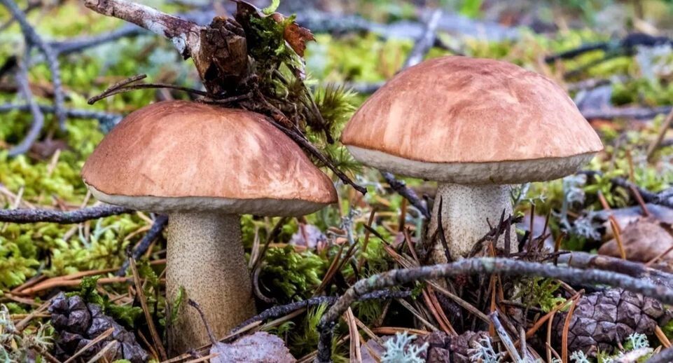 Сбор грибов из Красной книги может привести к уголовной ответственности