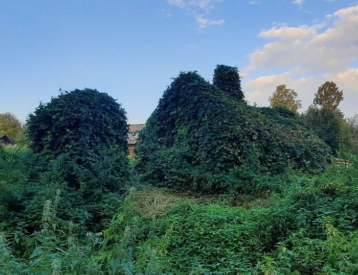 как сварить пиво в домашних условиях